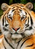 tiger.jpg